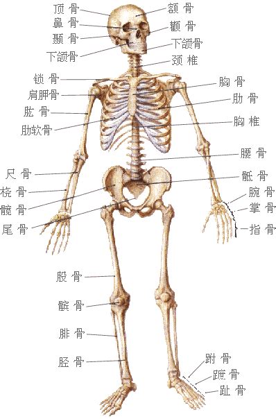 頭的骨頭